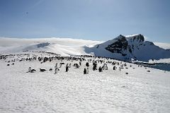 15A Wide View Of Penguins On Aitcho Barrientos Island In South Shetland Islands On Quark Expeditions Antarctica Cruise.jpg